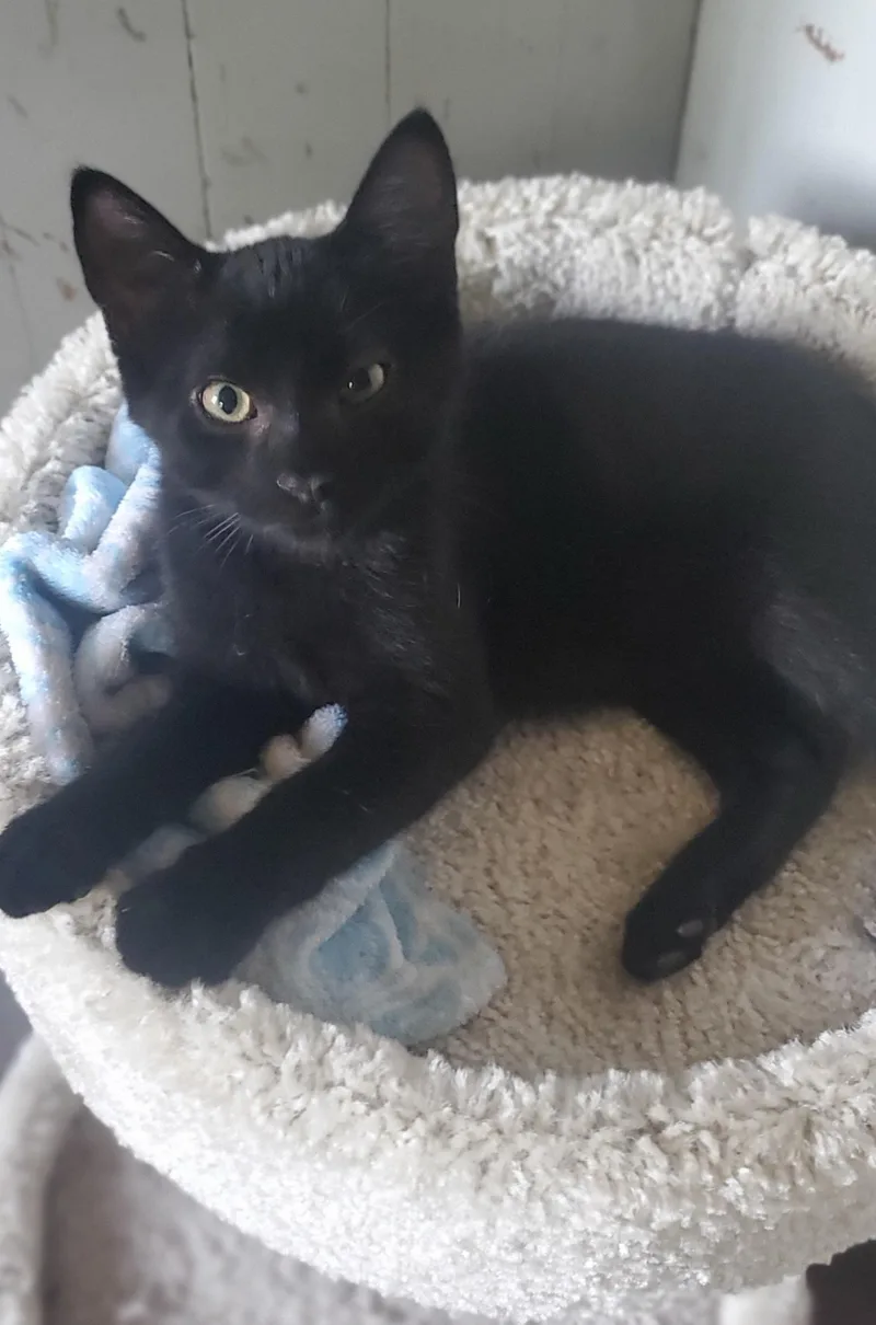 A baby medium-sized male Black Domestic Short Hair cat named Robin for adoption in Stockholm, WI