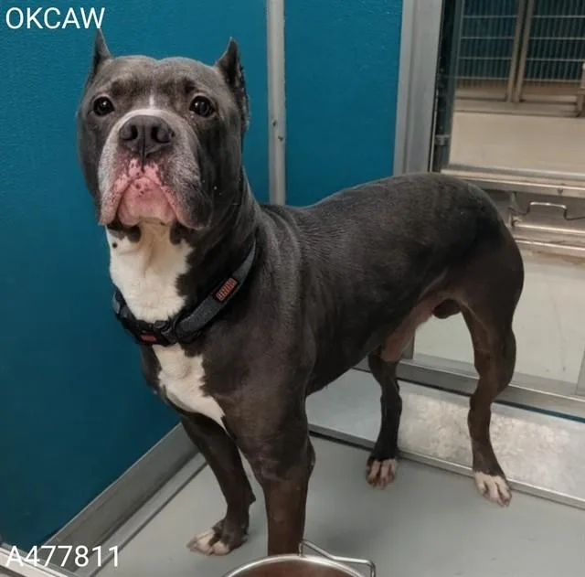 An adult large-sized male Pit Bull Terrier dog named A for adoption in Oklahoma City, OK