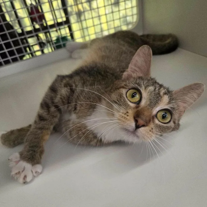 A young medium-sized female Domestic Short Hair cat named Mayia for adoption in Chicago, IL