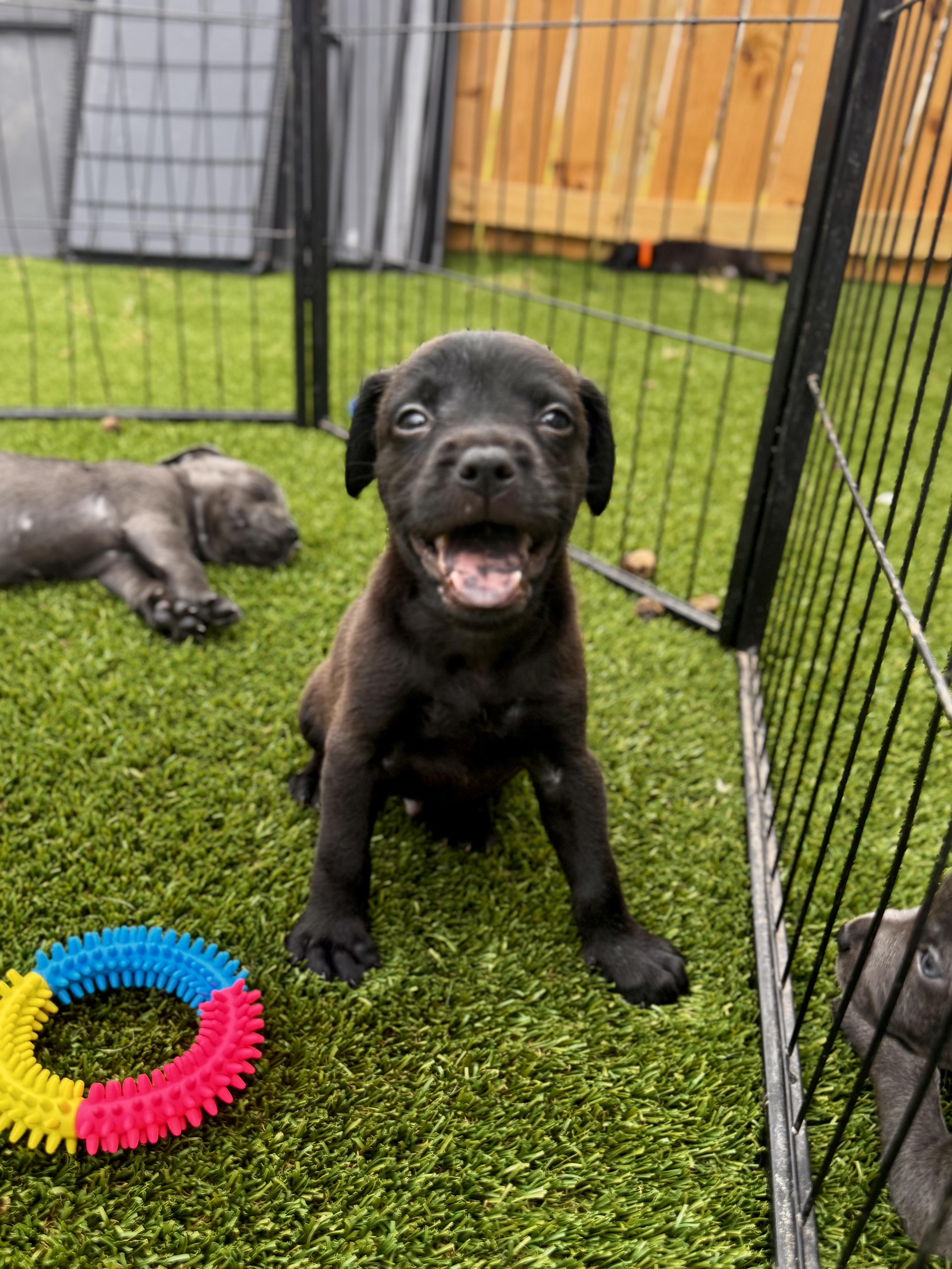 A baby medium-sized male Labrador Retriever dog named Rowdy for adoption in Mount Juliet, TN