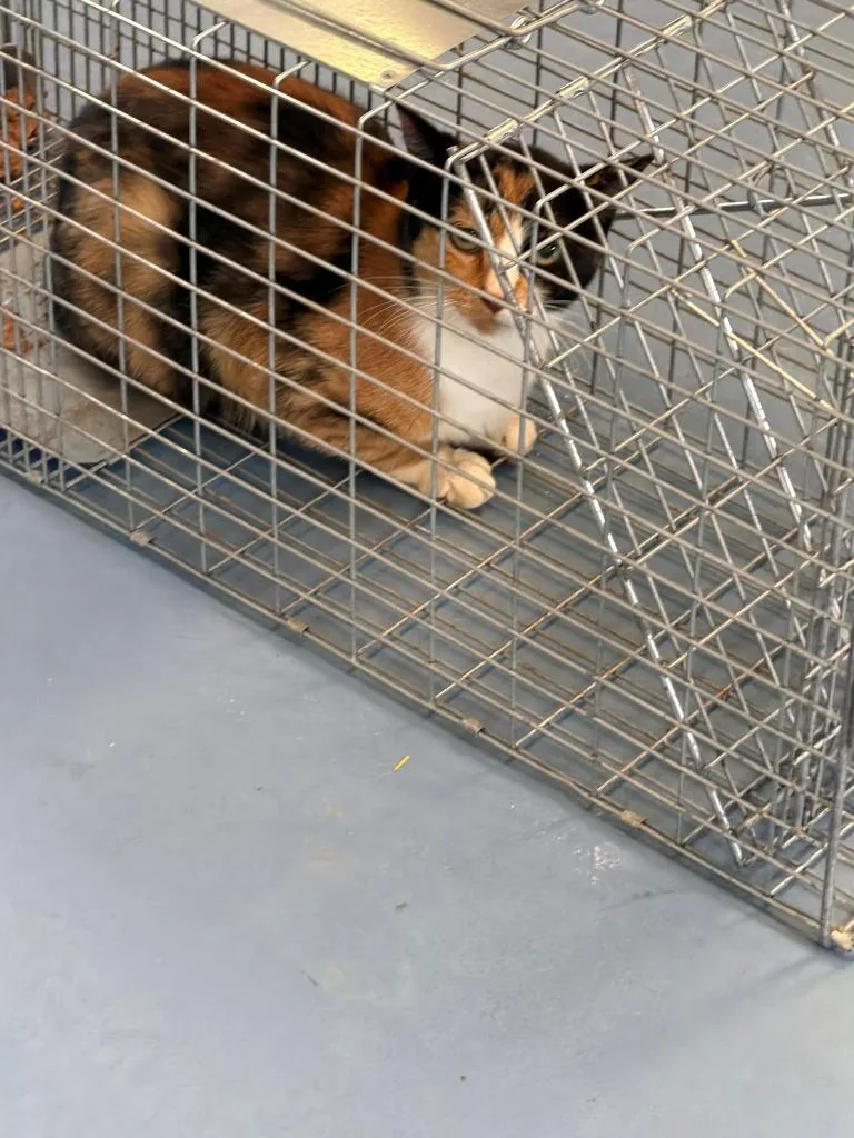 A young medium-sized female Domestic Short Hair cat named Mosaic for adoption in Moriarty, NM