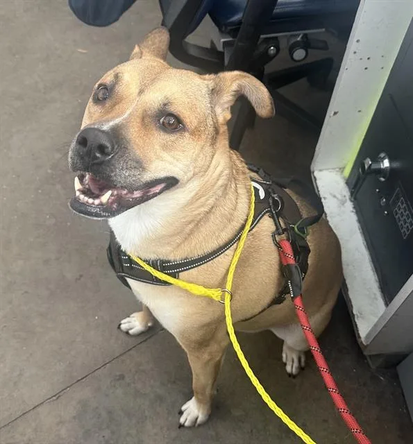 An adult large-sized male Mixed Breed dog named Hendrix for adoption in Dallas, TX