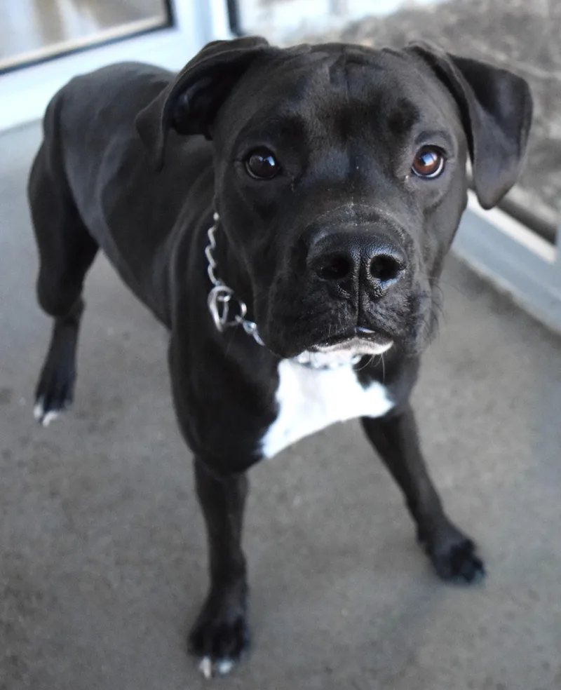 An adult medium-sized female Black Pit Bull Terrier dog named #21877 for adoption in Broken Arrow, OK