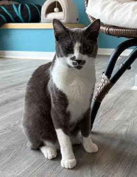 A young medium-sized female Gray & White Domestic Short Hair cat named Gray for adoption in Escondido, CA