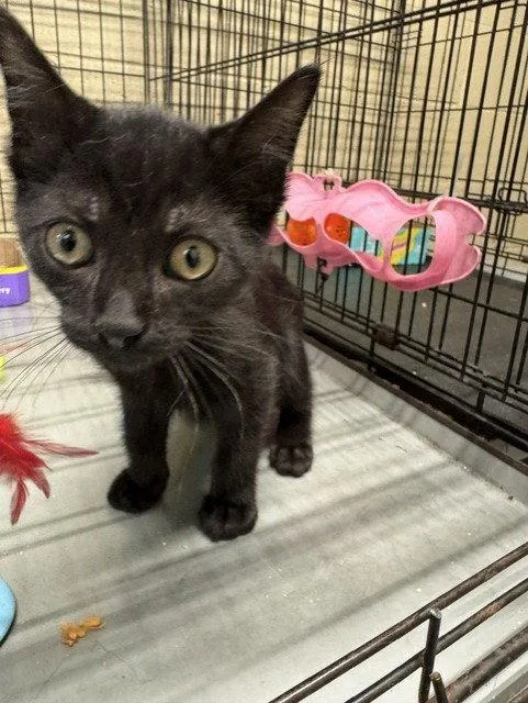 A baby medium-sized male Domestic Medium Hair cat named Coal for adoption in Apollo, PA