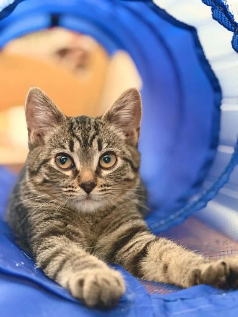 A baby small-sized female Tabby cat named Temperance for adoption in Mankato, MN