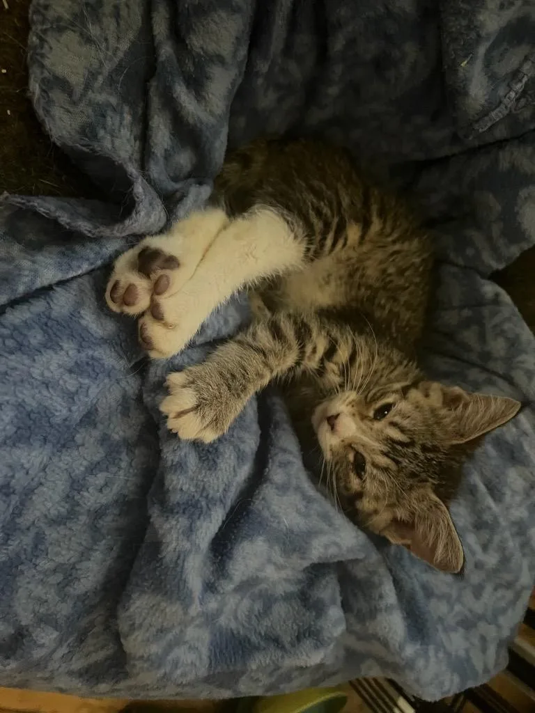 A baby medium-sized male Domestic Short Hair cat named Dexter for adoption in Cloquet, MN