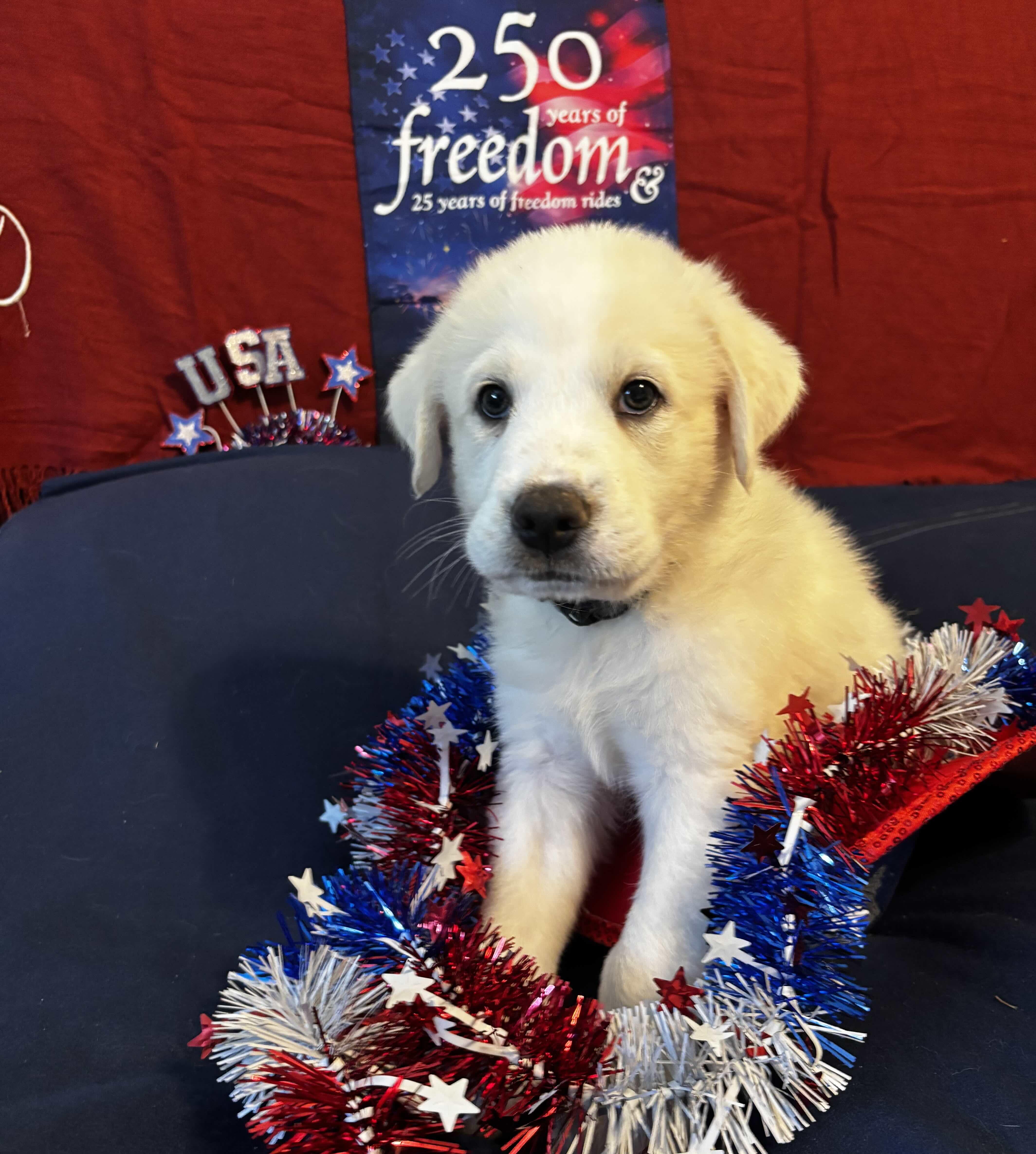 A baby large-sized male Great Pyrenees dog named Paw Revere DFW of for adoption in Quinlan, TX