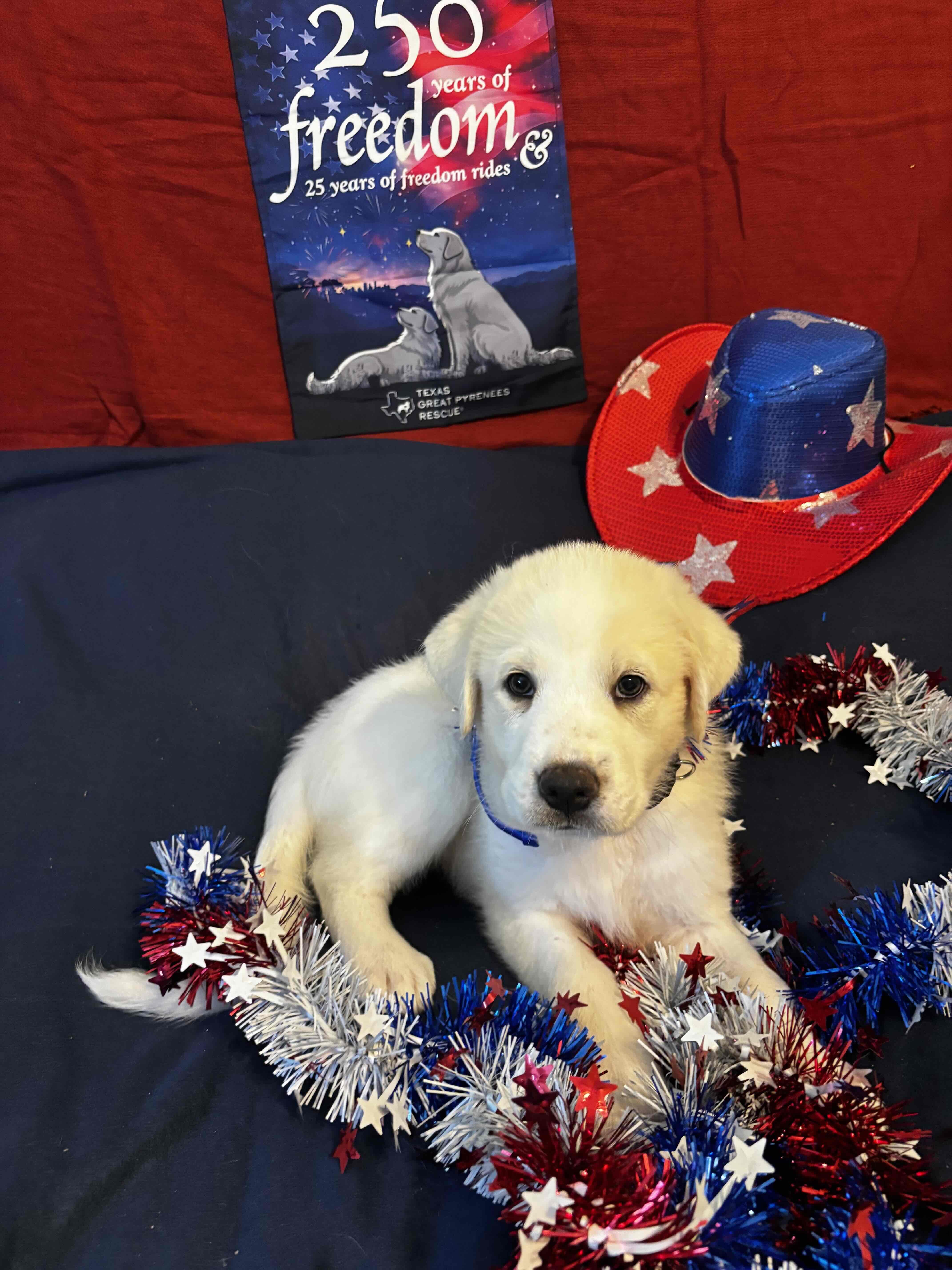 Paw Revere DFW of thumbnail 2