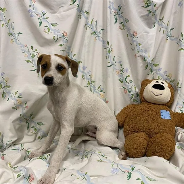 A baby small-sized male Beagle dog named A for adoption in Modesto, CA