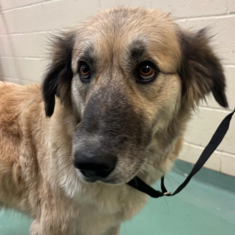 An adult large-sized female White / Cream Mixed Breed dog named Banana bread for adoption in Memphis, TN