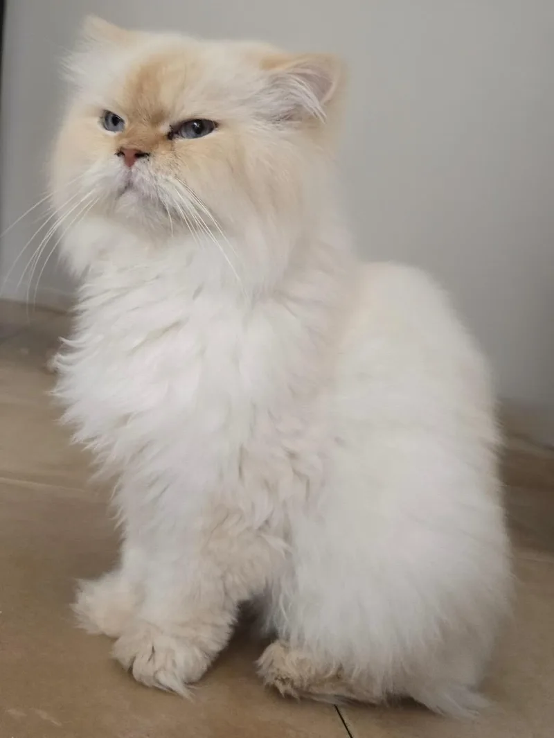 A young large-sized male Scottish Fold cat named Jude for adoption in Snow Hill, MD