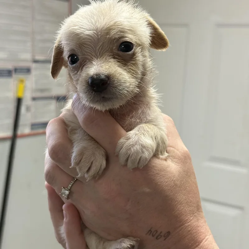 A baby medium-sized female White / Cream Mixed Breed dog named Honeybun for adoption in Columbia, SC