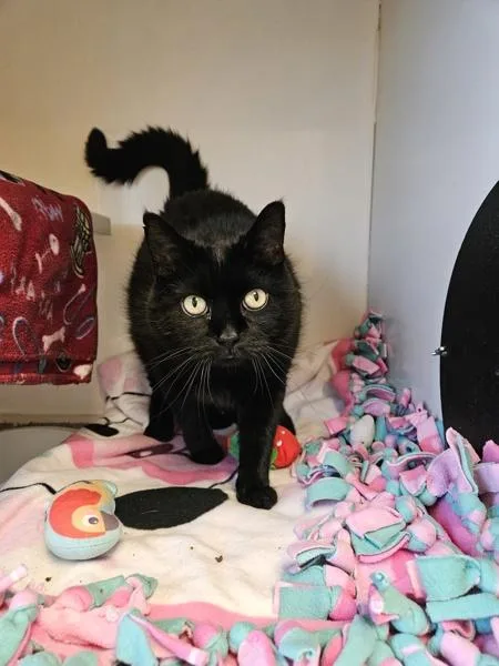 A senior small-sized female Domestic Short Hair cat named Luna Tuna Casserole for adoption in Duluth, MN