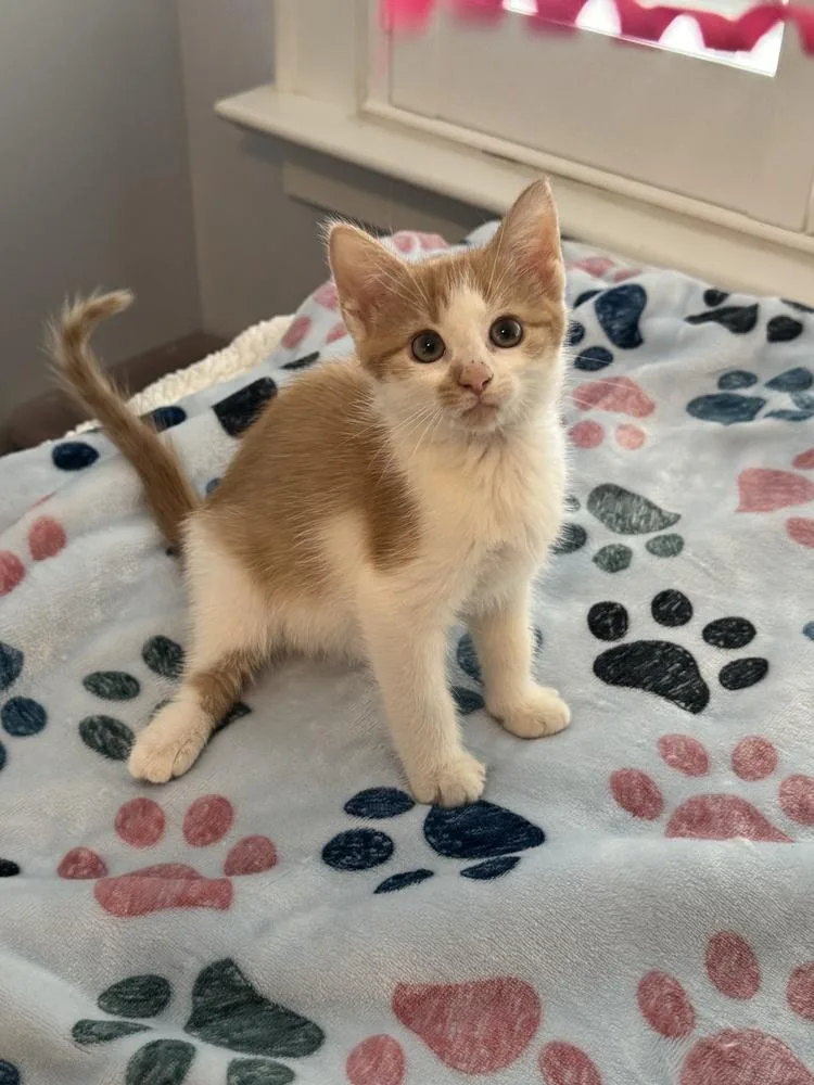 A baby small-sized male Orange & White Domestic Short Hair cat named Connor for adoption in Emerald Isle, NC