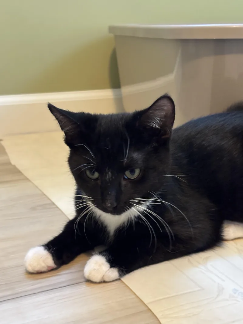 Blackberry thumbnail 2