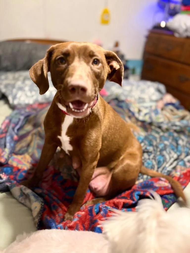 A young medium-sized female Labrador Retriever dog named Goldie for adoption in St. Augustine, FL