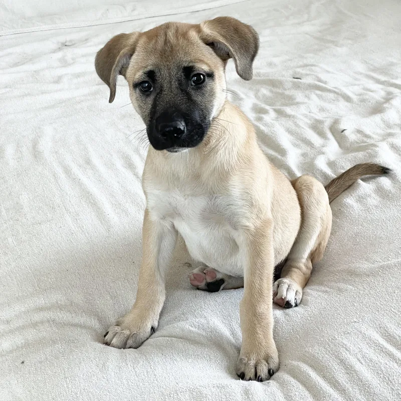 A baby medium-sized female Yellow / Tan / Blond / Fawn Yellow Labrador Retriever dog named Marvelous Moana for adoption in Burlington, NC