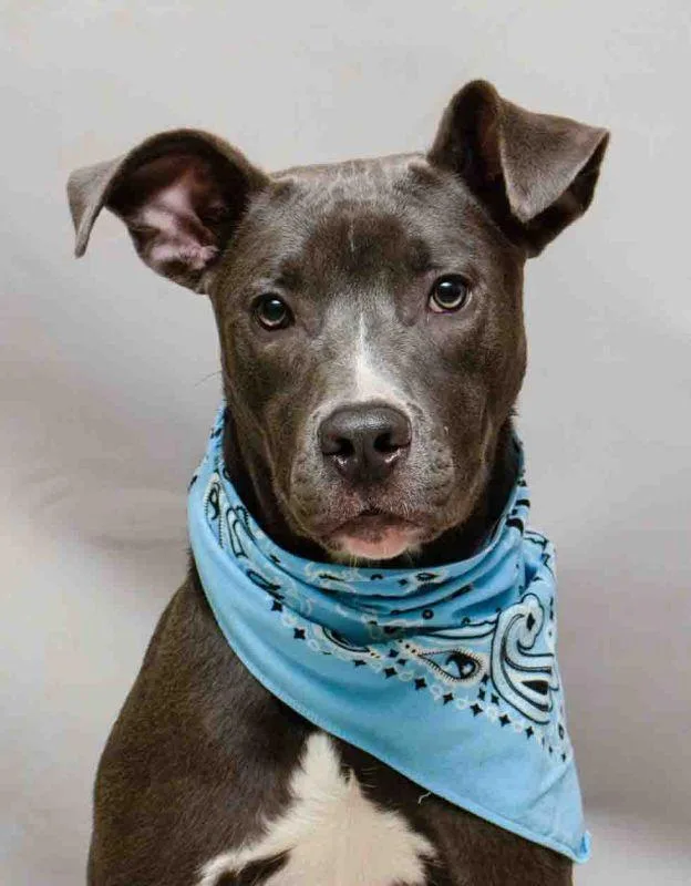 A young medium-sized male Gray / Blue / Silver Terrier dog named Zero for adoption in Sanford, FL