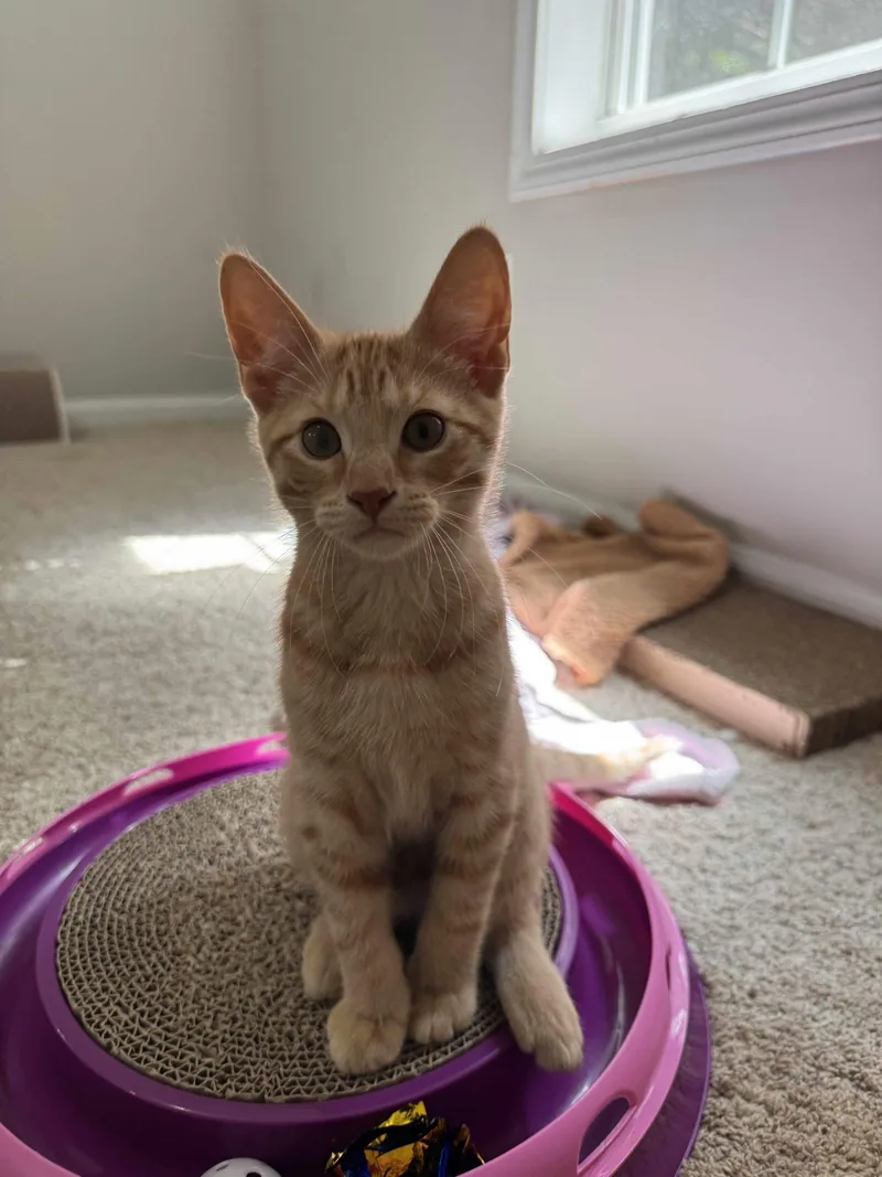 A baby medium-sized male Orange / Red Domestic Short Hair cat named Oliver Twist for adoption in Buford, GA