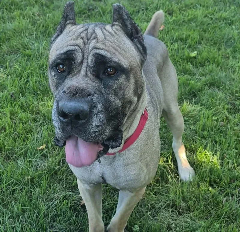 An adult extra large-sized male Yellow / Tan / Blond / Fawn Presa Canario dog named Jamboree for adoption in Dayton, OH