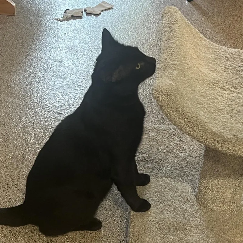 An adult extra large-sized male Domestic Short Hair cat named Terrence for adoption in Sarasota, FL