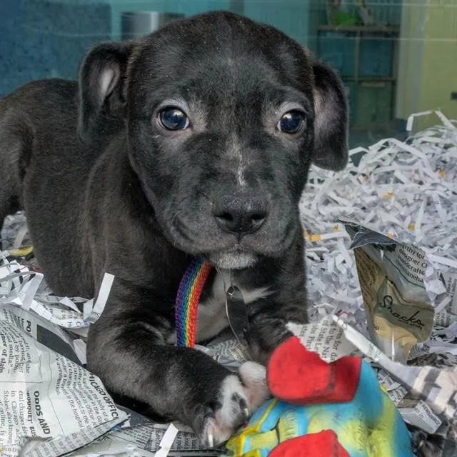 A baby small-sized male Pit Bull Terrier dog named Ned for adoption in St. Louis, MO