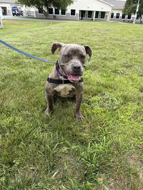 A young medium-sized female Pit Bull Terrier dog named Evie for adoption in Methuen, MA