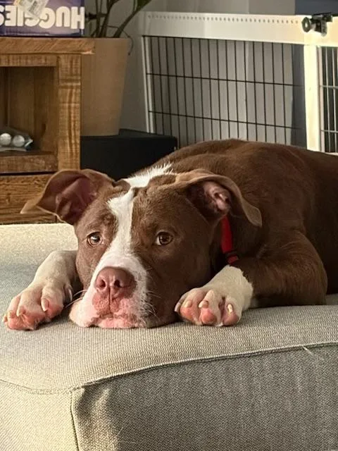 A young medium-sized female Pit Bull Terrier dog named Pixie for adoption in Chicago, IL