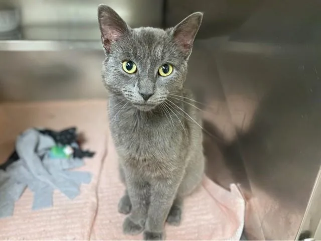 A young medium-sized male Domestic Short Hair cat named Rio for adoption in Fort Wayne, IN