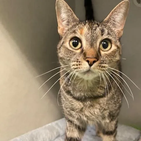 An adult medium-sized female Brown / Chocolate Domestic Short Hair cat named Arya for adoption in Dayton, OH