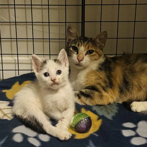 A baby small-sized female Calico cat named Bonnie for adoption in Edmond, OK