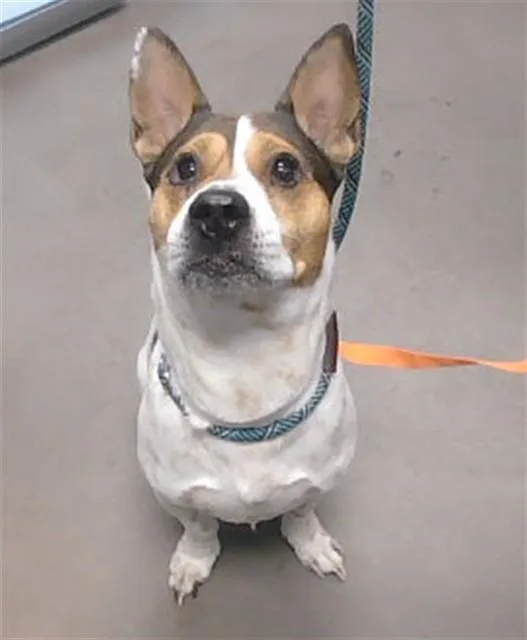 An adult small-sized male Beagle dog named Eddie for adoption in Phoenix, AZ