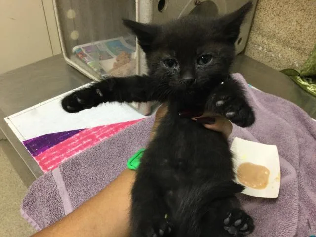 A baby small-sized male Domestic Short Hair cat named Cinder for adoption in Riverside, CA