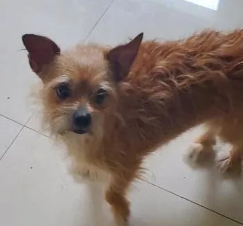 Chewy Aka The Little thumbnail 2