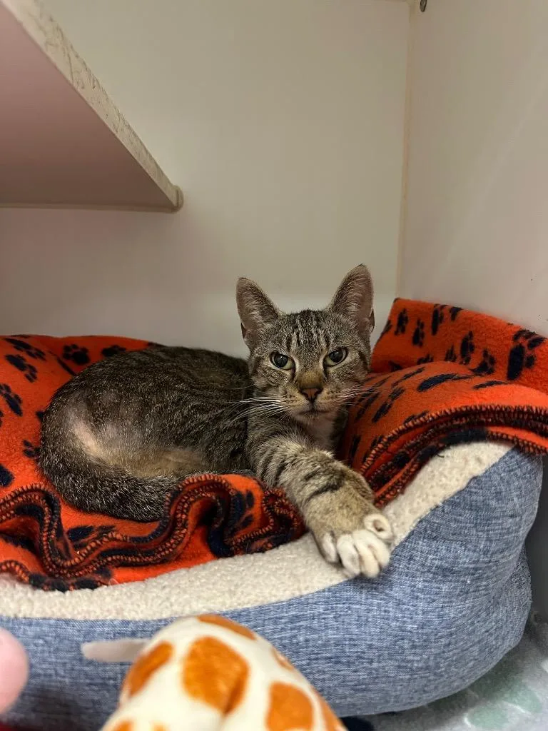 A senior medium-sized female Domestic Short Hair cat named Tiger for adoption in Johnson City, TN