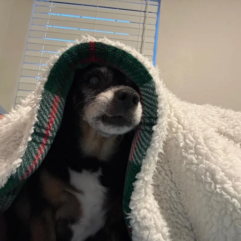 A senior small-sized female Black Chihuahua dog named Octopus for adoption in Pekin, IL