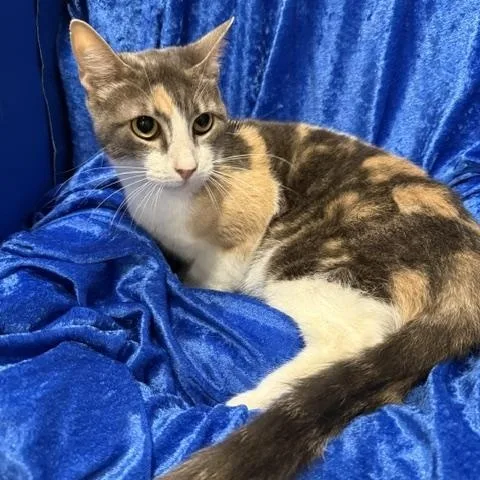 An adult medium-sized female Dilute Calico cat named Patches for adoption in Gainesville, FL