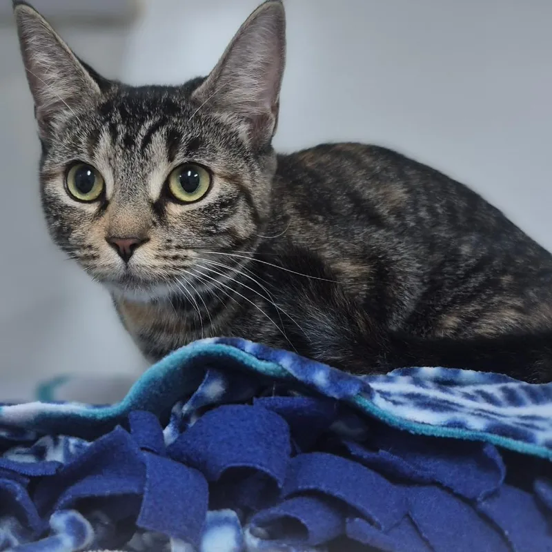 An adult medium-sized female Domestic Short Hair cat named Ginny for adoption in Newark, NJ