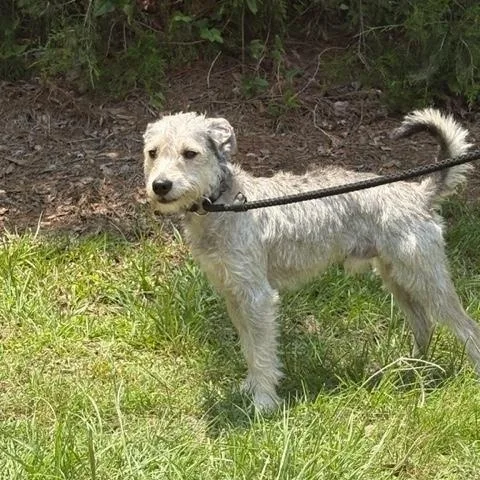 Benny