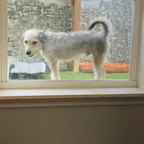 Benny thumbnail 3