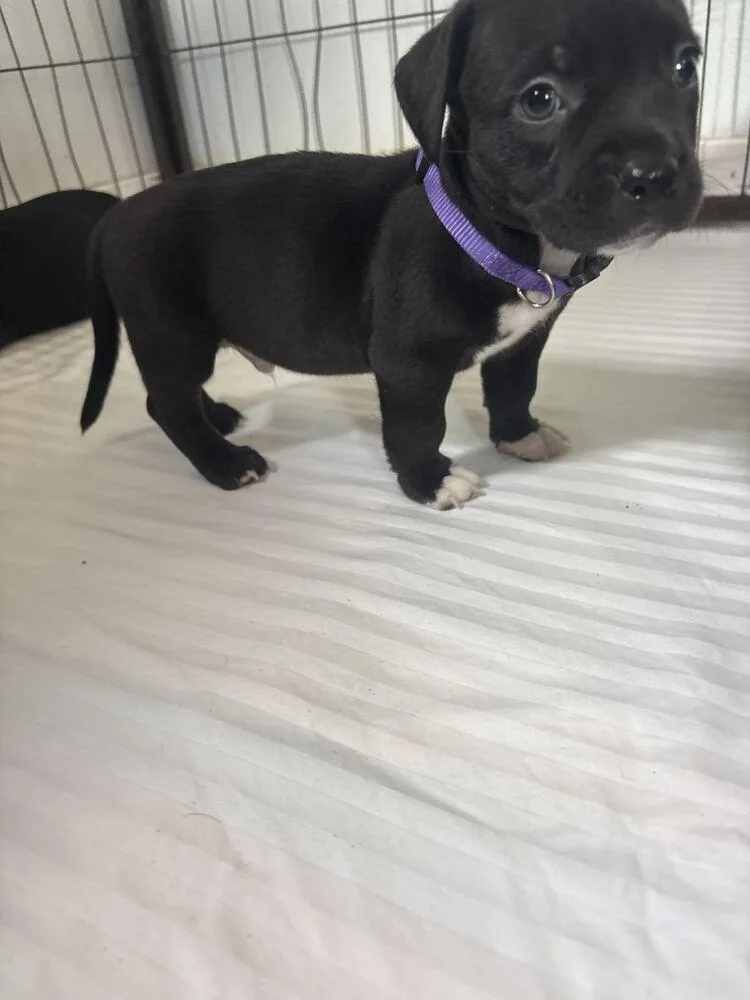 A baby small-sized male Tricolor (Brown, Black, & White) American Bulldog dog named Cheddar Mozzarella for adoption in Lakeland, FL