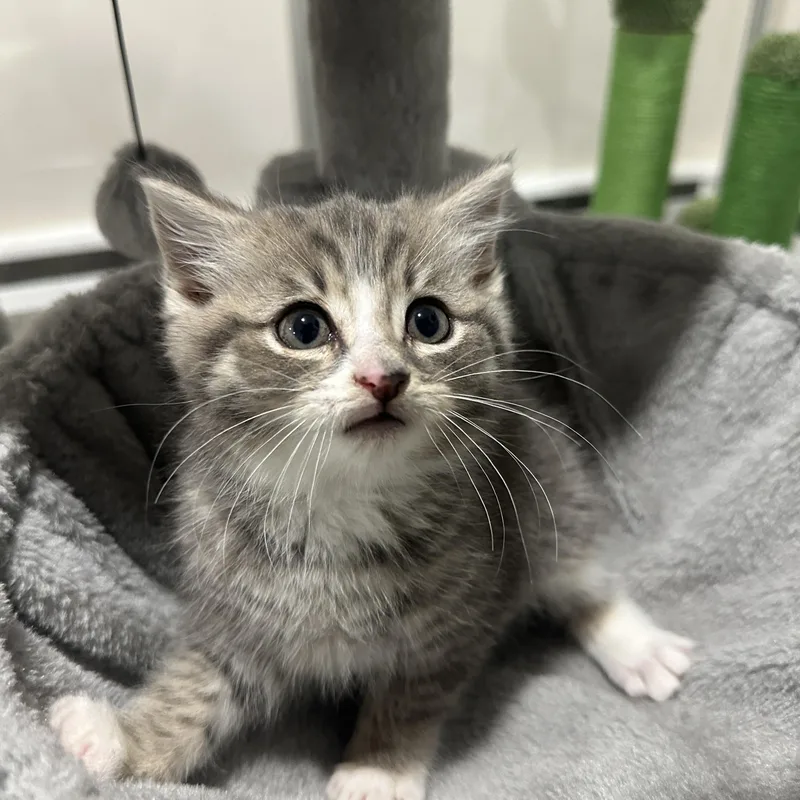 A baby medium-sized male White Domestic Short Hair cat named Theodore for adoption in Lemoyne, PA