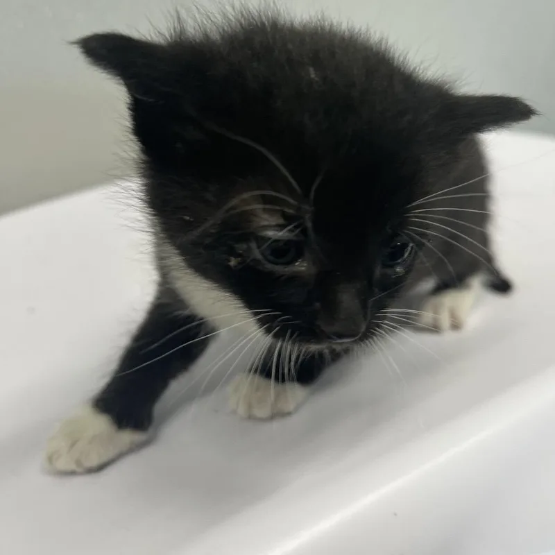 A baby small-sized female Black Domestic Short Hair cat named Kaylen for adoption in Tampa, FL