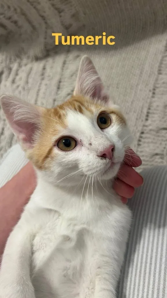 A baby small-sized male Domestic Short Hair cat named Tumeric for adoption in Mustang, OK