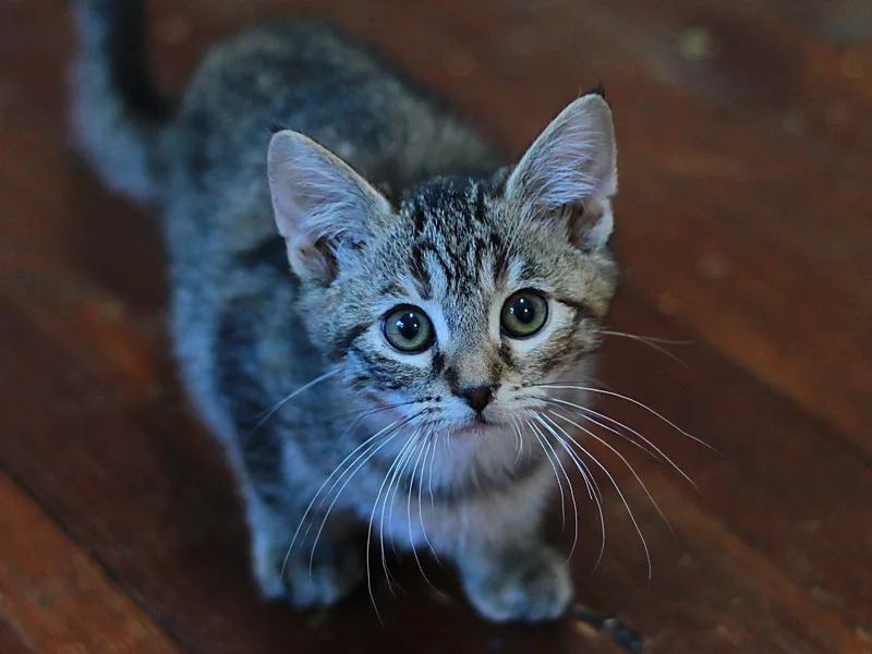 A baby small-sized female Tabby (Brown / Chocolate) Domestic Short Hair cat named Kendall for adoption in Greensburg, PA