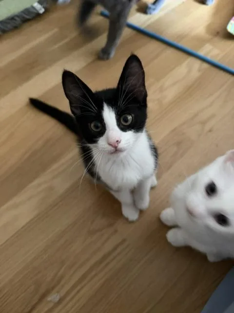A baby small-sized male Domestic Short Hair cat named Rain for adoption in Canton, CT