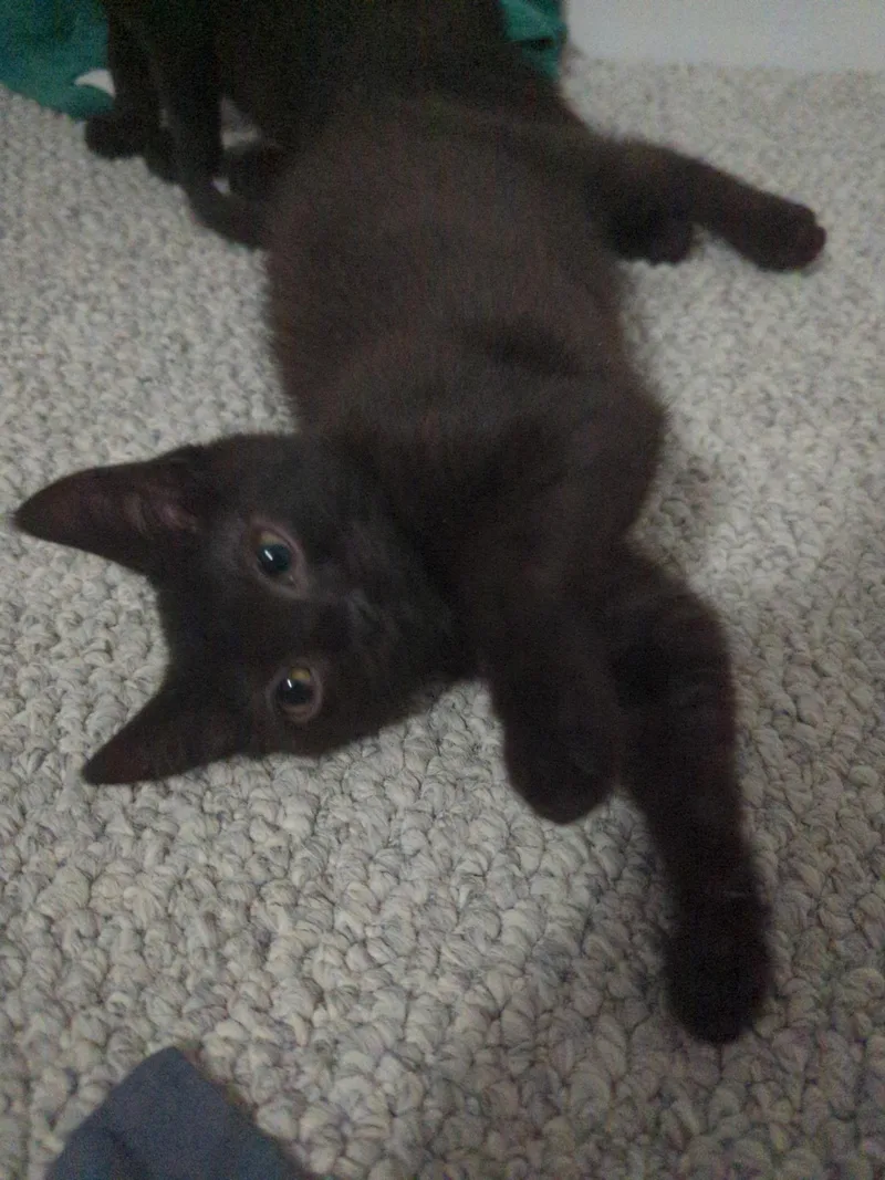 A baby medium-sized male Black Domestic Short Hair cat named Sapphire for adoption in Dansville, NY