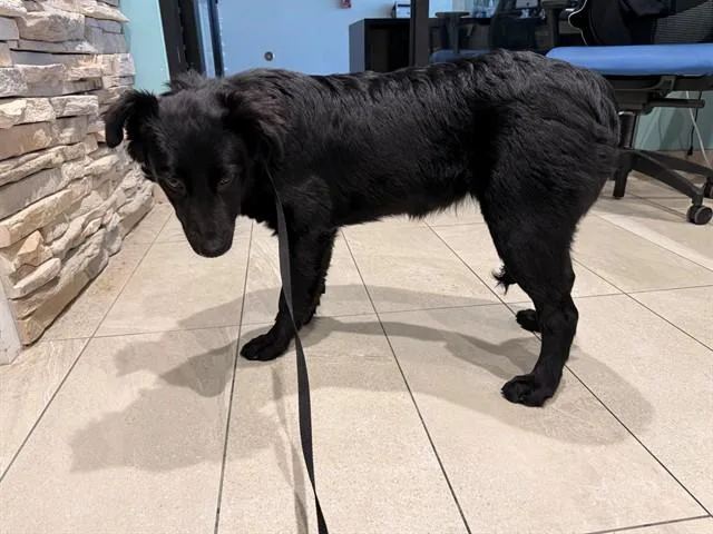A young medium-sized female Border Collie dog named Bridget for adoption in Garland, TX
