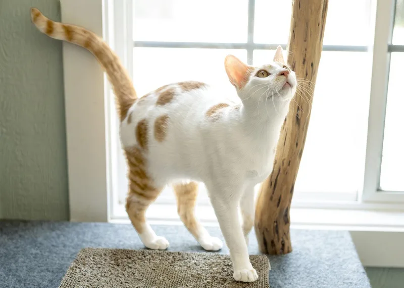 A young medium-sized male Orange & White Domestic Short Hair cat named Prince QR for adoption in Buford, GA
